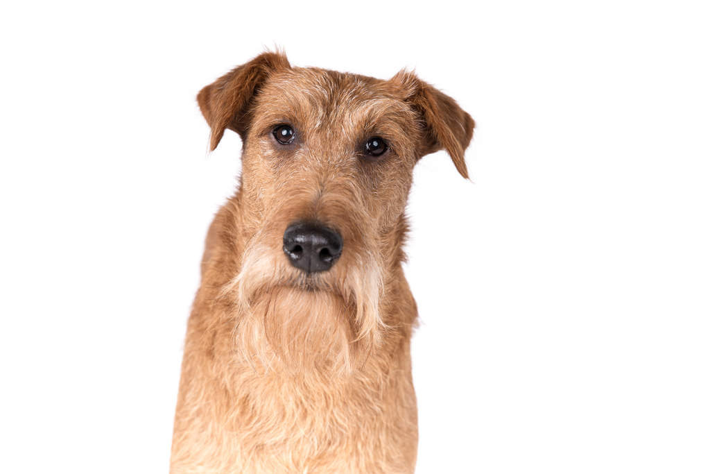 Dog-Irish_Terrier-The_characteristic_wiry,_blonde_beard_of_an_Irish_Terrier